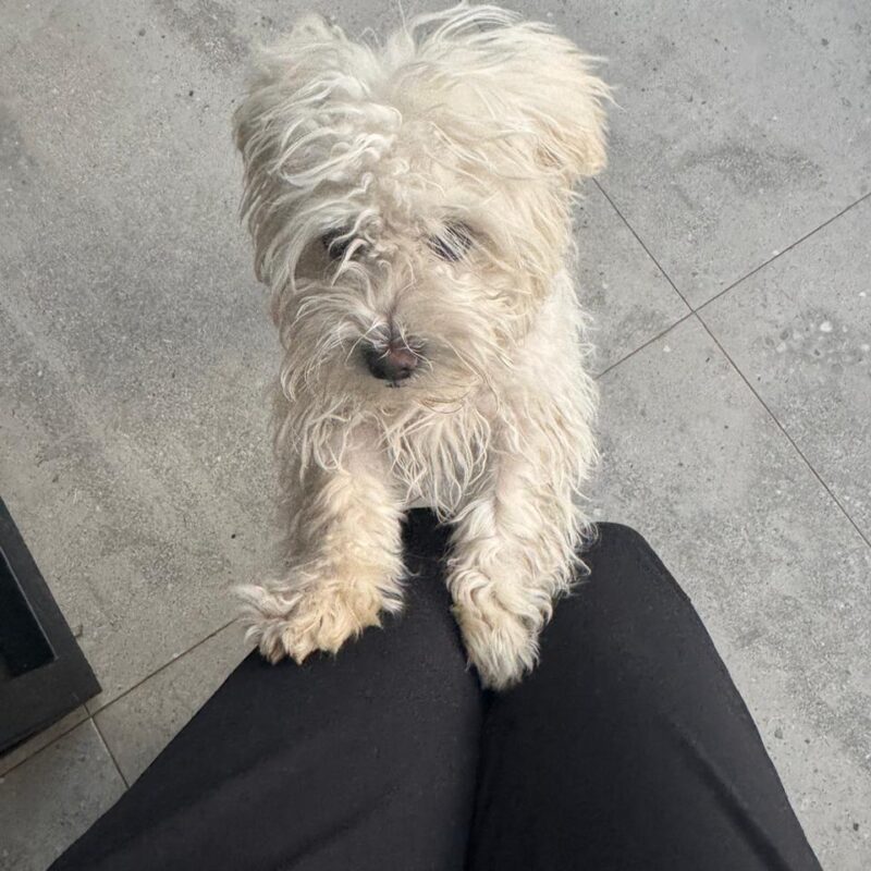 Mini Maltese 6 month old puppy ready for adoption