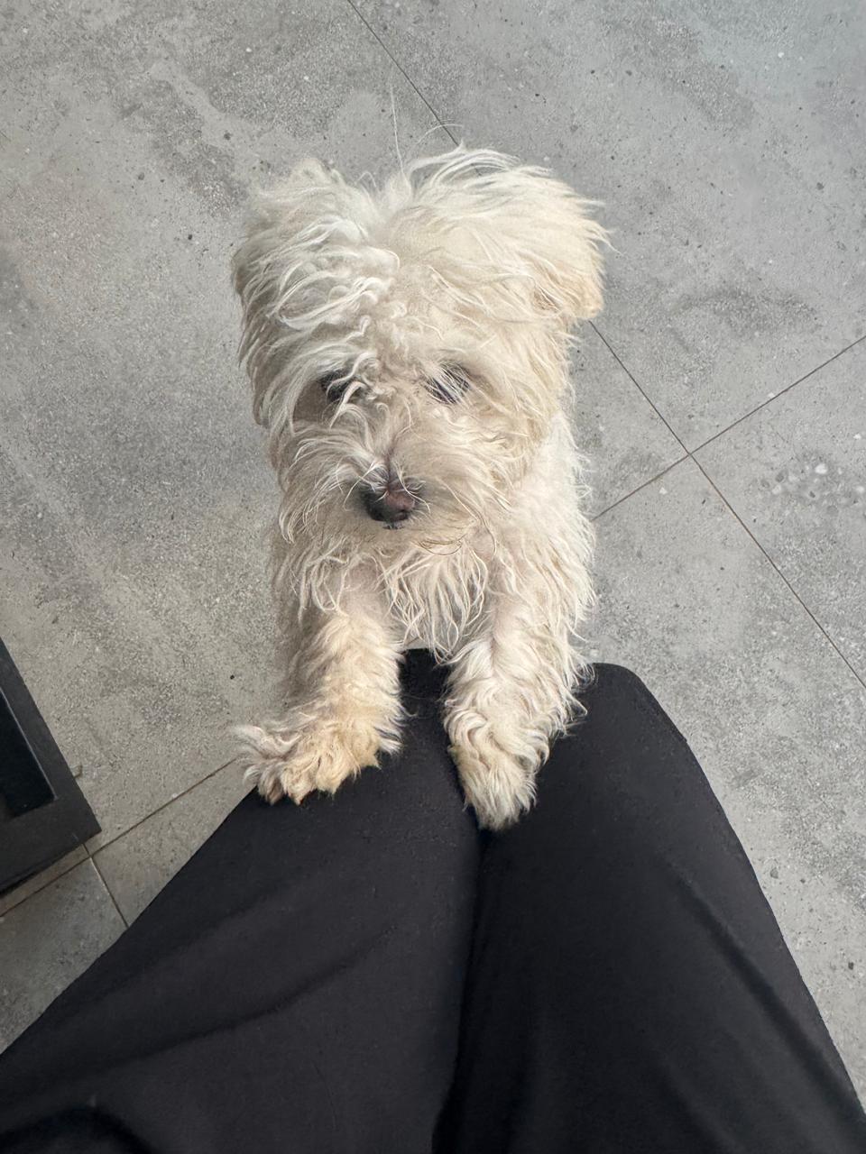 #319 – ALREADY Adopted – Bruno, 6-month-old Miniature Maltese Puppy – Bedford