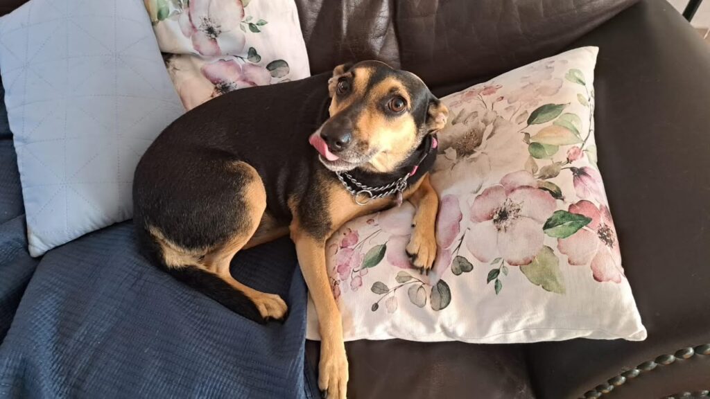 #320 - Adopt - Bonnie, a 6 year old, Afrikanis MIXED BREED - Centurion 3 Bonnie, Afrikaner Mixed Breed Dog is lying on couch and needs to be adopted