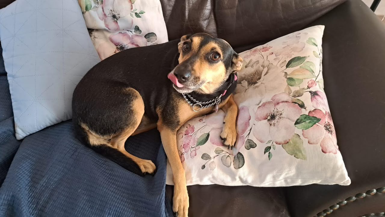 #320 – Adopt – Bonnie, a 6 year old, Afrikanis MIXED BREED – Centurion