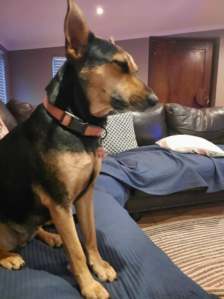 #320 - Adopt - Bonnie, a 6 year old, Afrikanis MIXED BREED - Centurion 2 Bonnie, Afrikaner Mixed Breed dog is available for adoption