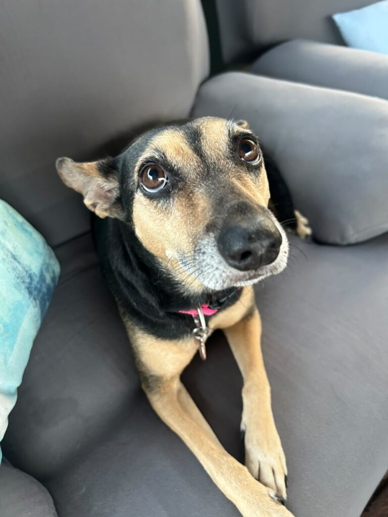 #320 - Adopt - Bonnie, a 6 year old, Afrikanis MIXED BREED - Centurion 1 Afrikaner Mix Breed available for adoption in Centurion