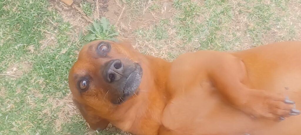 #322 - Adopt - Milo, 9-yrs-old & Pote,13-yr-old-Dachshund cross, Boksburg 1 Milo, Dachshund ready for Adoption, Boksburg