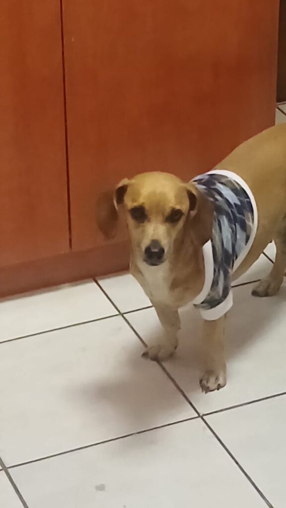 #322 - Adopt - Milo, 9-yrs-old & Pote,13-yr-old-Dachshund cross, Boksburg 2 Pote, Dachshund Mix, ready for adoption
