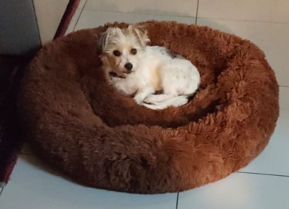 #321 – Adopt Benji, 2 yr old Male Biewer Yorkie – Randburg, Gauteng
