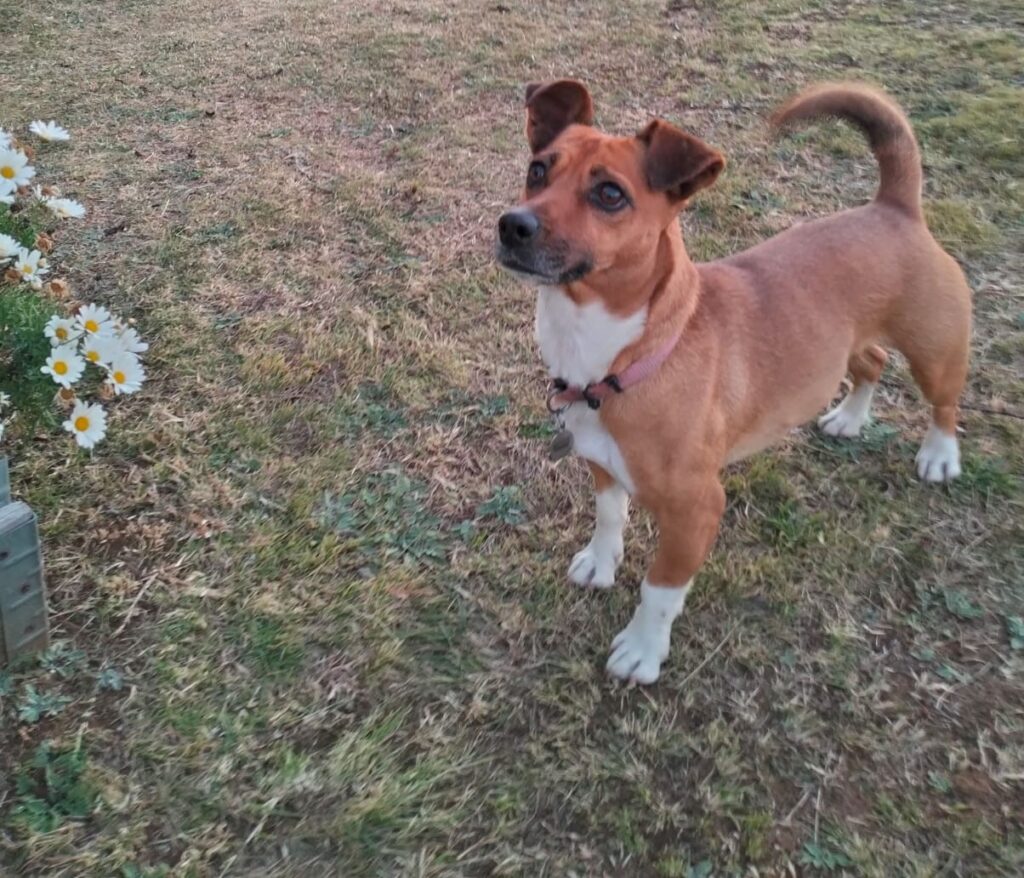 Isla, Afrikanis, Free State available for adoption