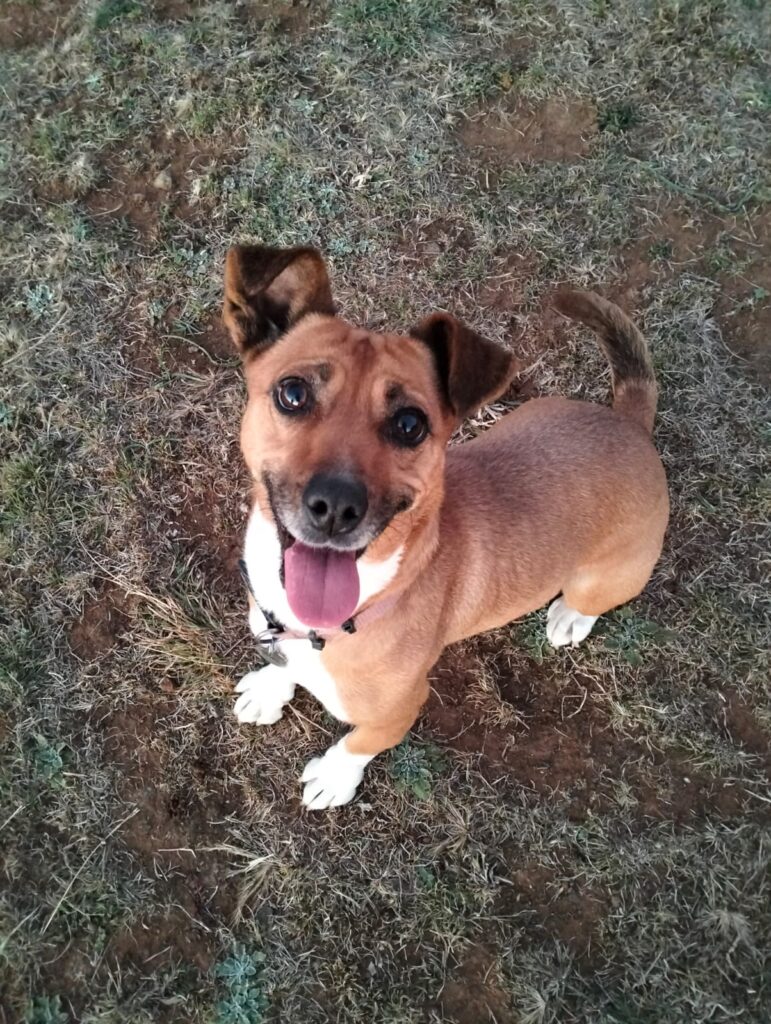 Isla, Afrikanis from kroonstad needs to be adopted