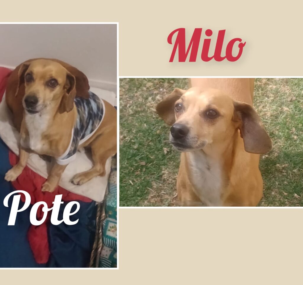 #322 - Adopt - Milo, 9-yrs-old & Pote,13-yr-old-Dachshund cross, Boksburg 3 Two Brother Dachshund, from boksburg available for adoption