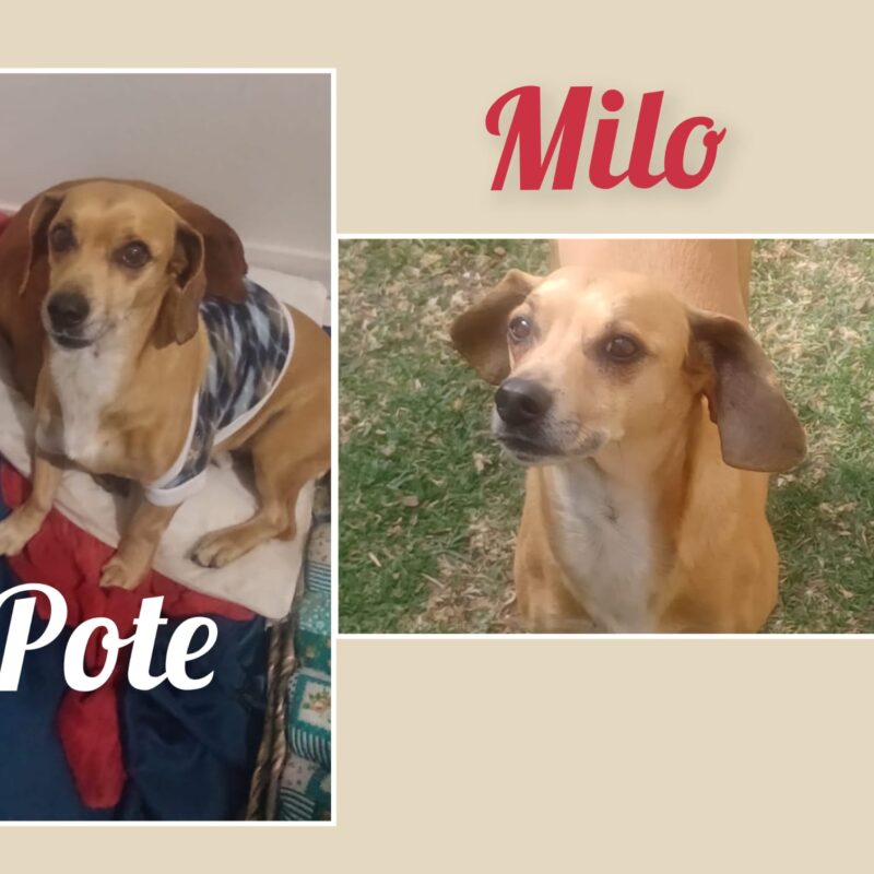 Deo Dachshund Boksburg available for adoption