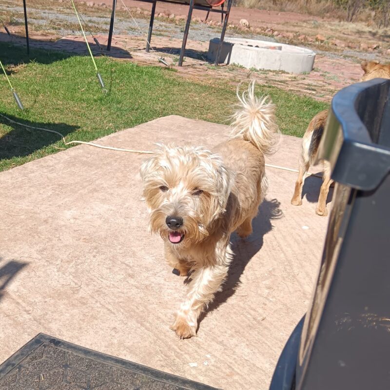 Coco, YorkieXJack Russell from Pretoria needs to be rehomed