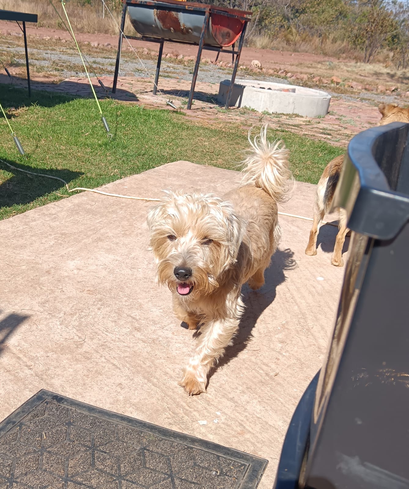 #327 – Adopt – COCO, 5.5 years – old, YorkieXJack Russell, Pretoria, Gauteng