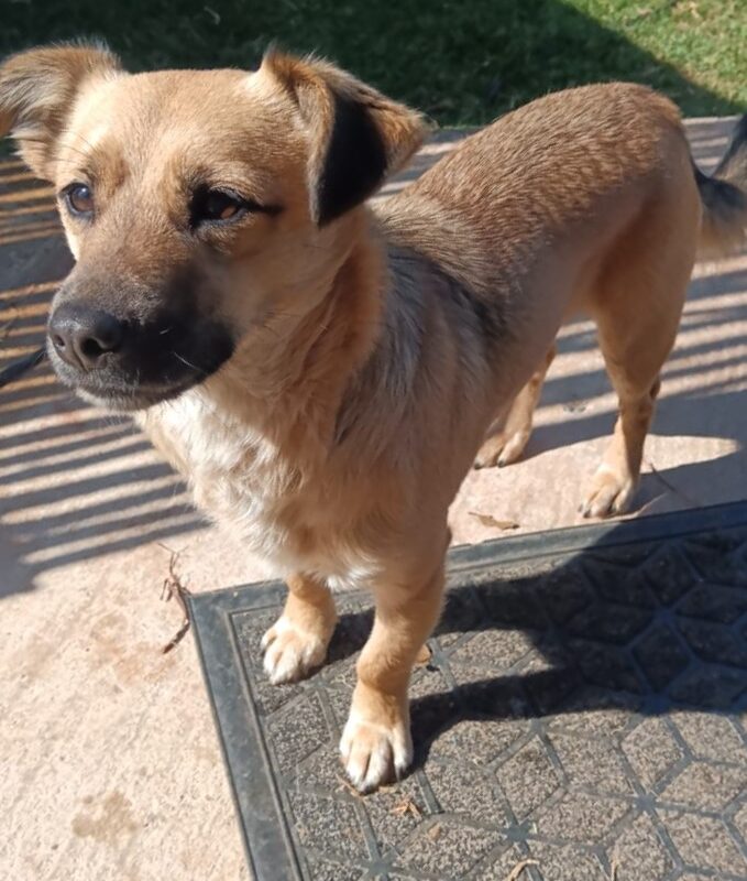 Cheekie, ChihuahuaXPincher needs to be rehomed