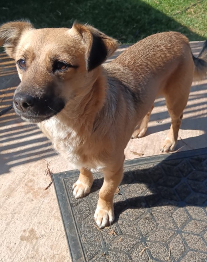 #328 - Adopt - Cheekie, 3.5-Year-Old Male Chihuahua / Pinscher Mix, Pretoria 1 Cheekie an adorable PincerXChihuahua mix from Pretoria needs to be adopted