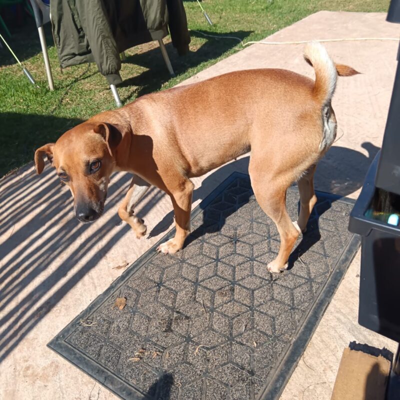 Lilly, Doberman Pincher from Pretoria needs to be rehomed