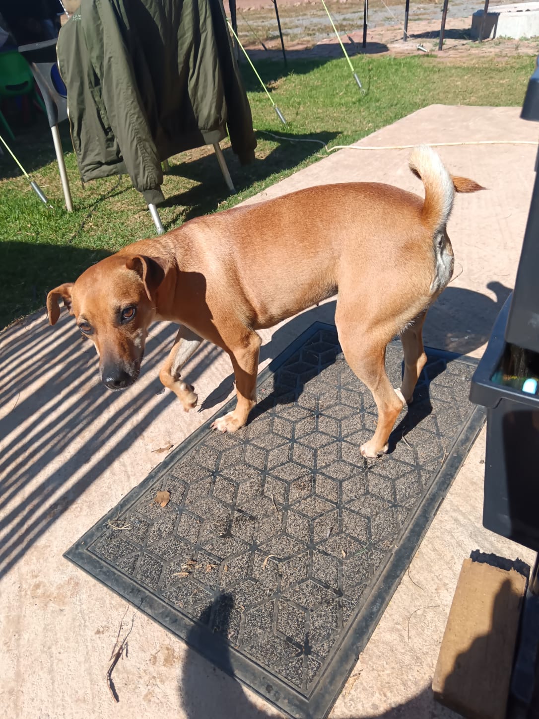 #328 – Adopt – Lilly, 3.5-year-old-Doberman Pinscher Mix, Pretoria