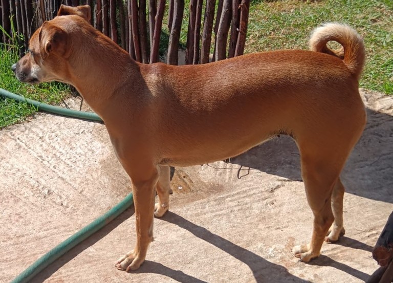 Lilly, Long legged Doberman Pincher from Pretoria needs to be rehomed