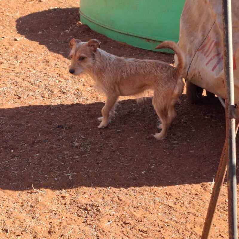 Presley, Steekbaard from Welverdiend, Carletonville, Gauteng needs to be adopted