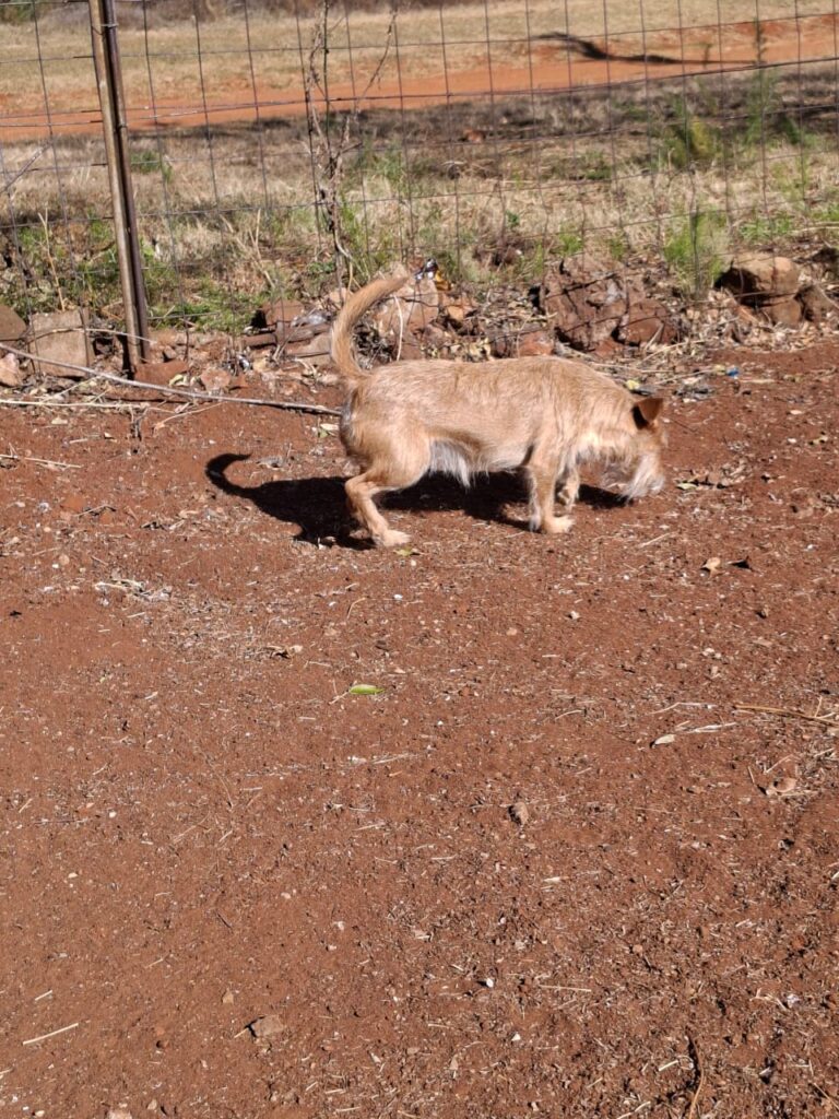 #324 - Adopt - Presley, 4-year-old Steekbaard from Welverdiend Carltonville, Gauteng 1 Presley, Steekbaard loves the outdoors. he needs to be adopted