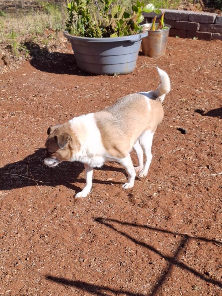 #325 - Adopt - Peanut - Toy PomXJack Russel, Welverdiend Carletonville, Gauteng 1 Peanut, Toy Pom X Jack Russel, Welverdiend Carltonville, Gauteng needs to be adoped
