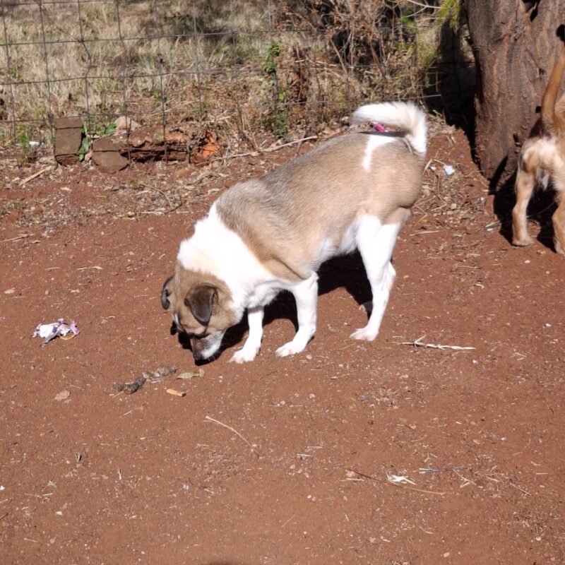 Peanut, Toy Pom X Jack Russel, from Welverdiend Carletonville, Gauteng needs to be rehomed
