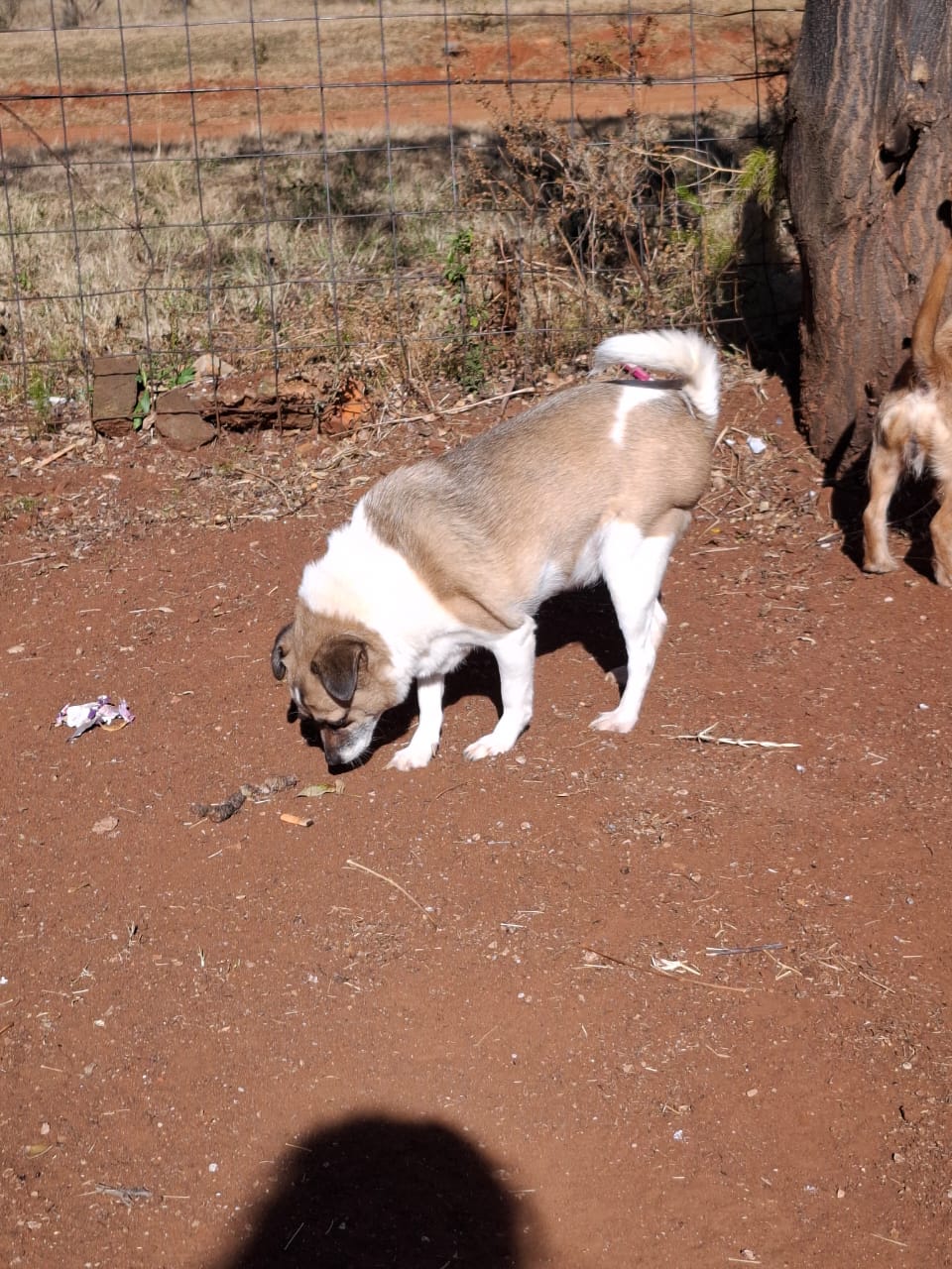 #325 - Adopt - Peanut - Toy PomXJack Russel, Welverdiend Carletonville, Gauteng 5 #325 – Adopt – Peanut – Toy PomXJack Russel, Welverdiend Carletonville, Gauteng