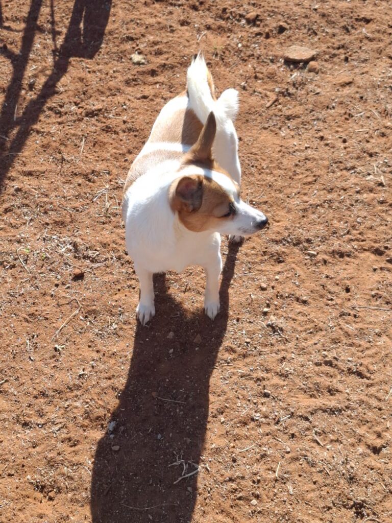 #326 - Adopt - Poppie - Toy PomXJack Russell, Welverdiend Carletonville, Gauteng 1 Toy Pom × Jack Russell Poppie, Gauteng needs to be adopted