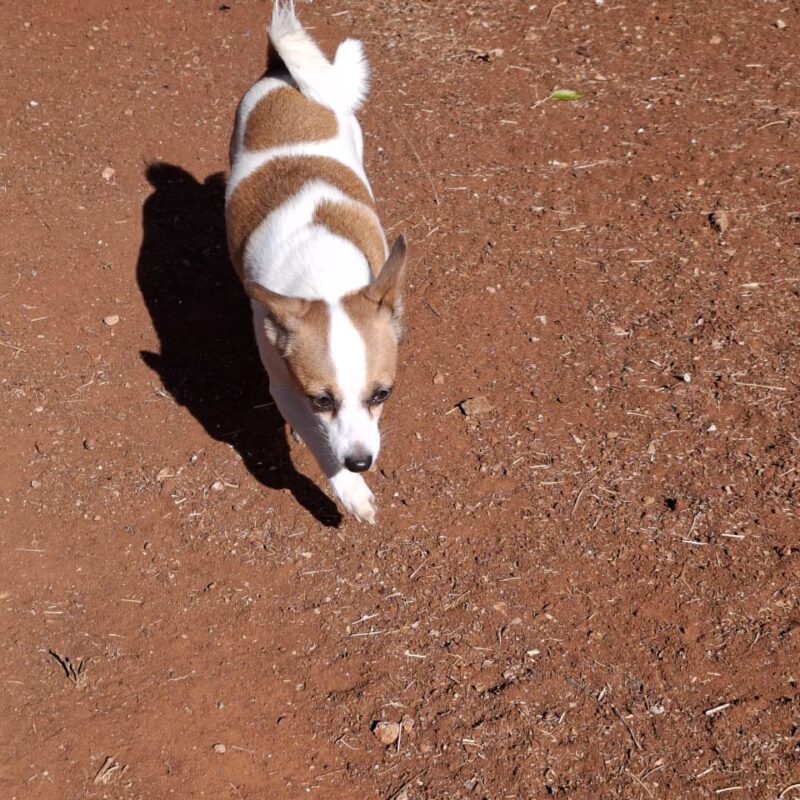 Poppie, Toy Pom × Jack Russell from Gauteng needs to be rehomed
