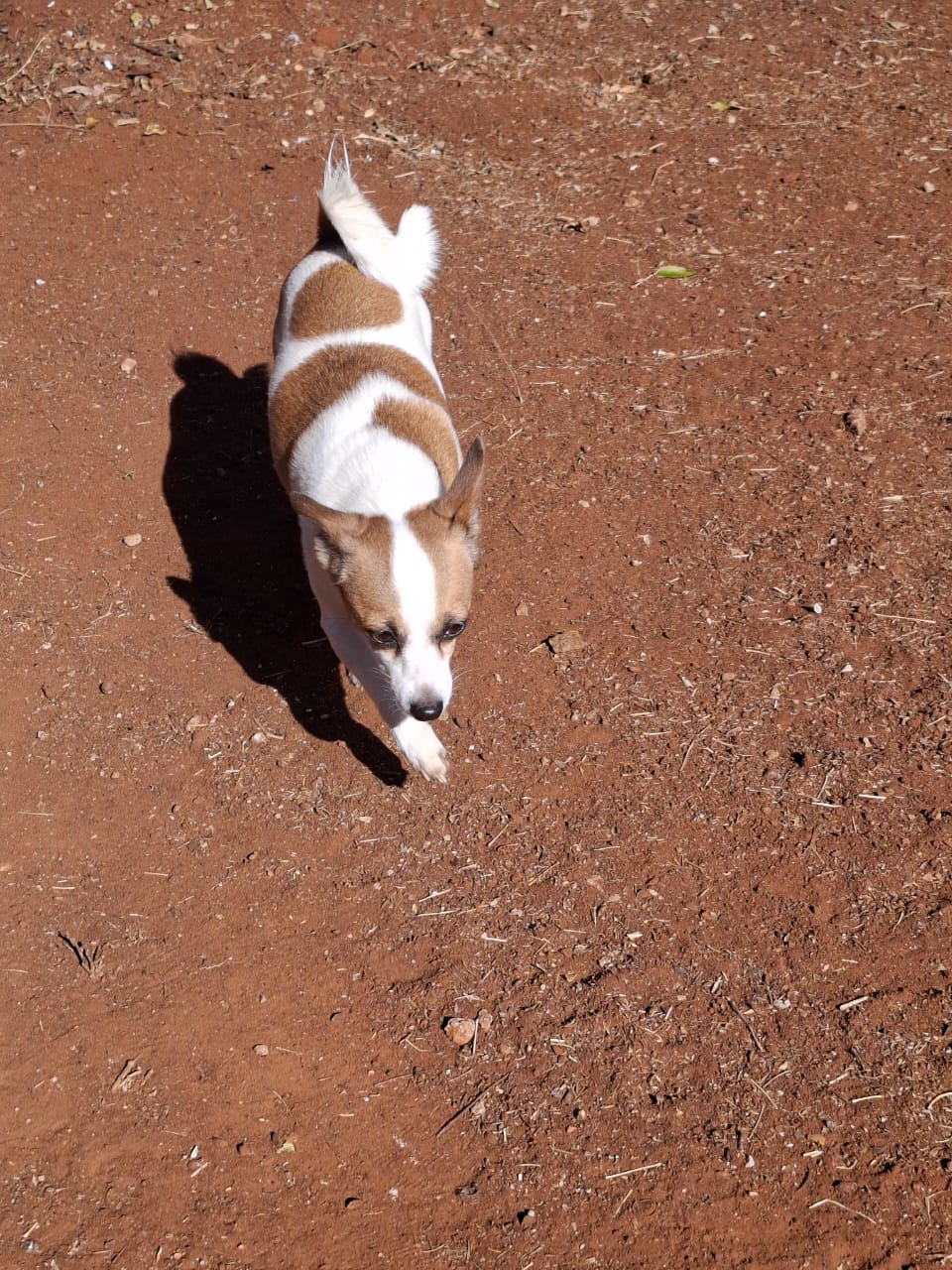 #326 – Adopt – Poppie – Toy PomXJack Russell, Welverdiend Carletonville, Gauteng
