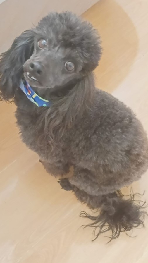 #331 - Adopt - Bilo, 4-Year-Old Male French Poodle in Brackendowns, Gauteng 1 WhatsApp Image 2026 06 16 at 3.06.37 PM 1 1