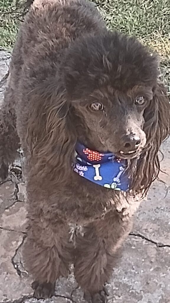 #331 - Adopt - Bilo, 4-Year-Old Male French Poodle in Brackendowns, Gauteng 2 Bilo, French Poodle, from Brackendowns, Gauteng is friendly and alert and ready for adoption