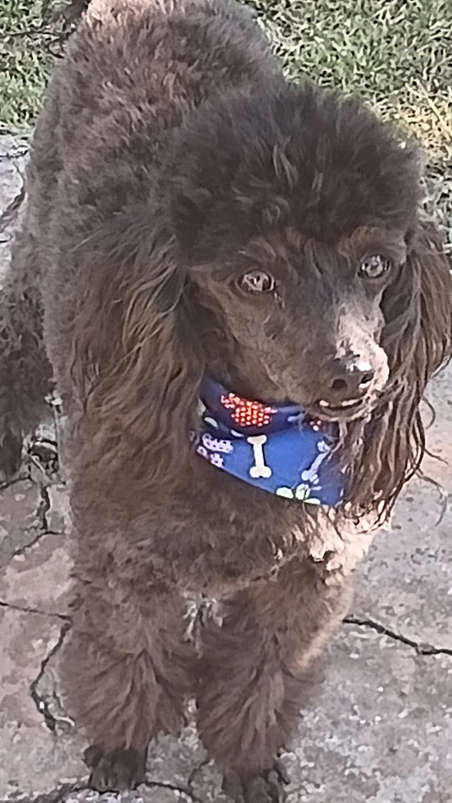 #331 – Adopt – Bilo, 4-Year-Old Male French Poodle in Brackendowns, Gauteng