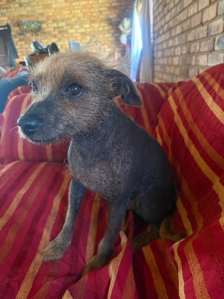 A Chinese Crested, 8 year old named Dobby is from Montana Pretoria and needs to be rehomed