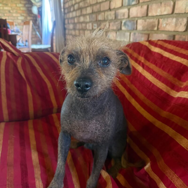Dobby, Chinese Crested from Montana Pretoria needs to be rehomed