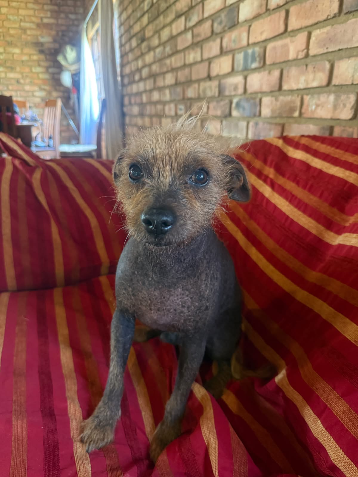 #330 – Adopt – Dobby, 8-Year-Old Male, Chinese Crested Dog in Pretoria
