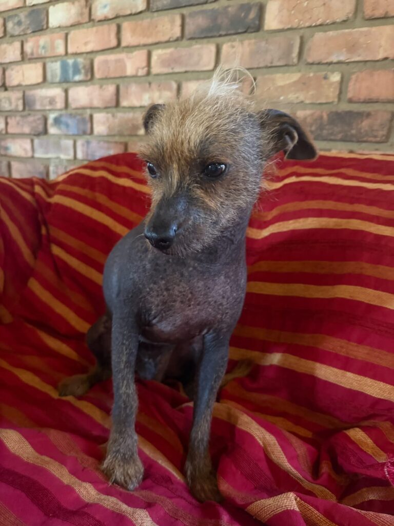 In Montana Pretoria is a Chinese Crested 8 year old male waiting to be adopted