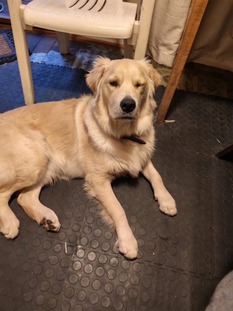 #332 - Adopt - Rusty, 10-month-old Golden Retriever Puppy - Cape Town 1 Golden Retriever, Cape Town, 10month old puppy needs to be rehomed