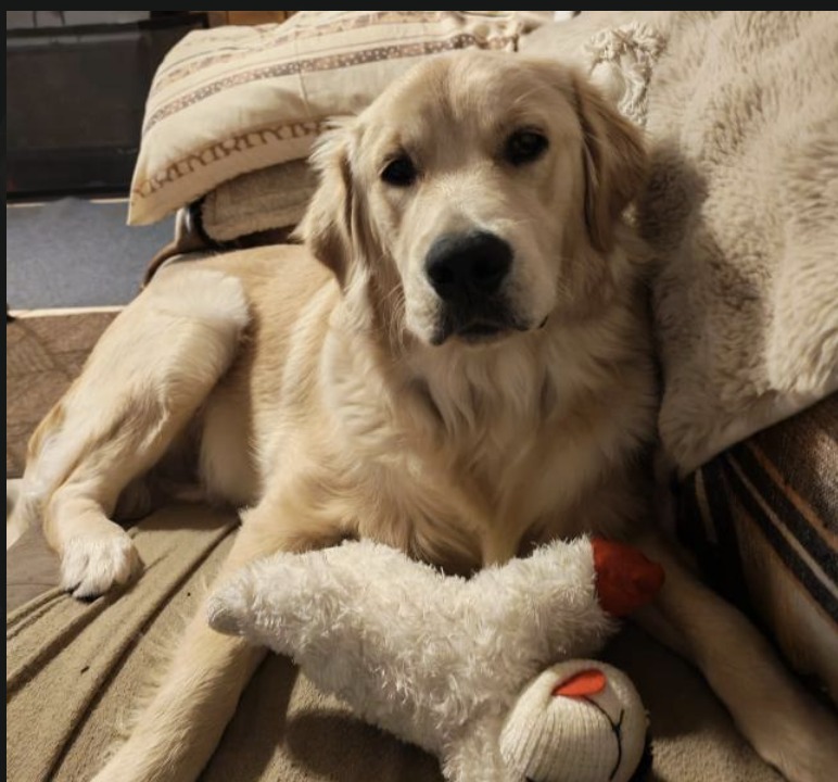 #332 – Adopt – Rusty, 10-month-old Golden Retriever Puppy – Cape Town