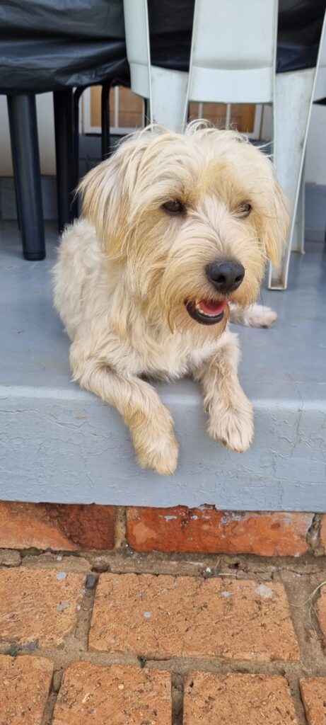 Male, Jack Russel X Yorkie, from Pretoria ready for adoption