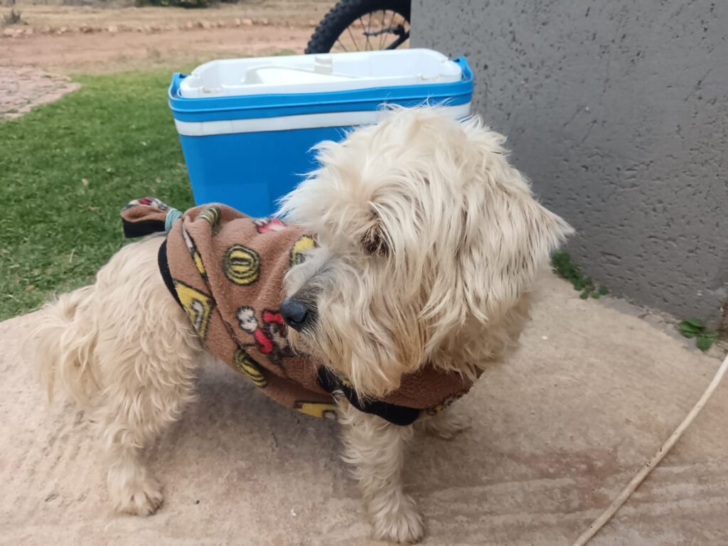 Coco, YorkieXJack Russel, Pretoria, Gauteng available for adoption