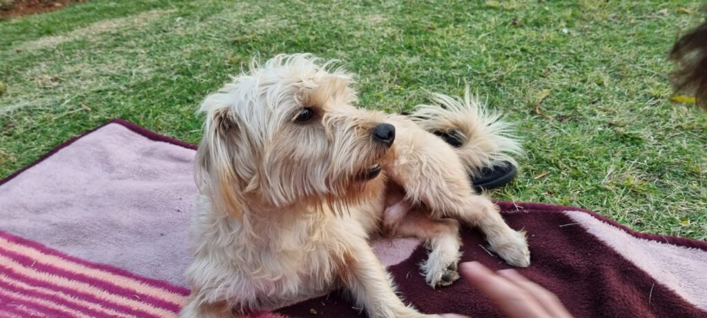 YorkieXJack Russel, Male ready for adoption