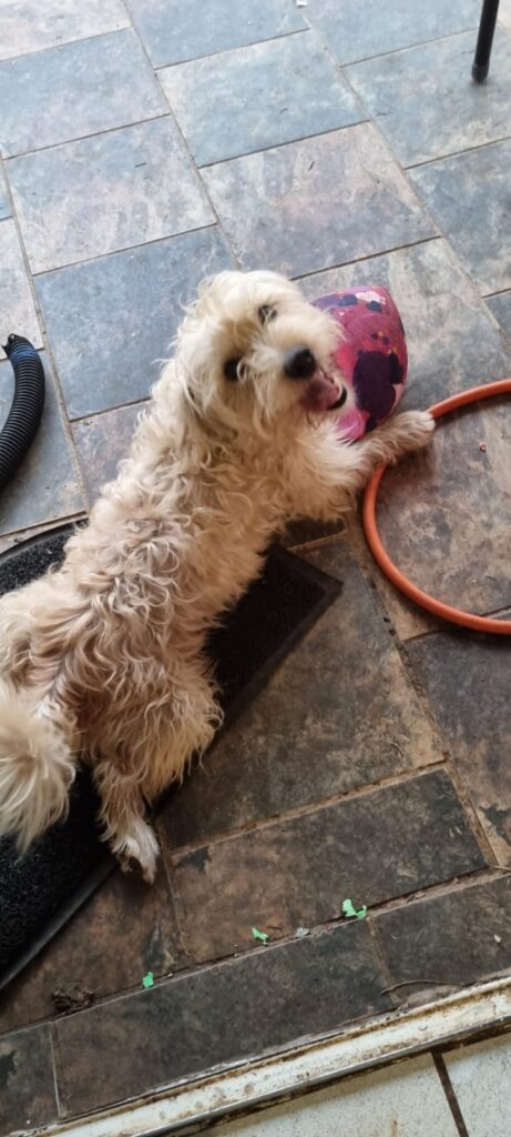Yorkie Jack Russel Mix needs to be adopted 
