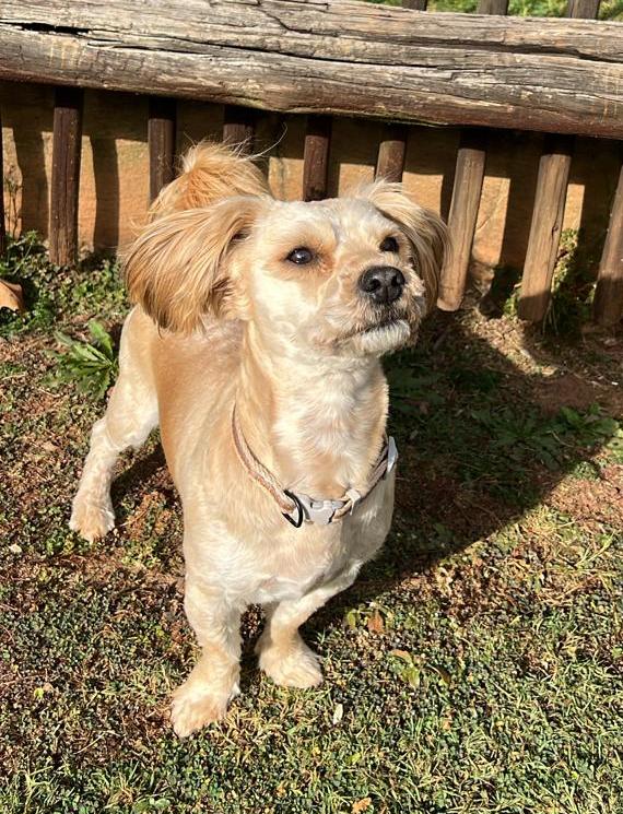 Muffin, male, 2 year old Poodle Cross needs to rehomed