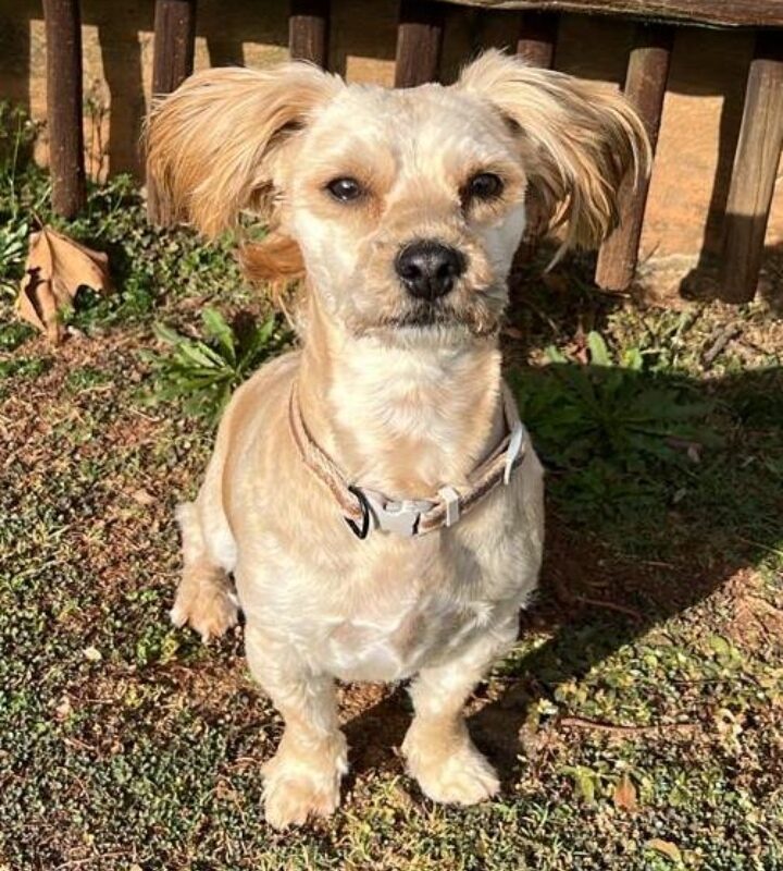 Muffin, 2 year old Male, Poodle mix, from Hekpoort needs to be adopted