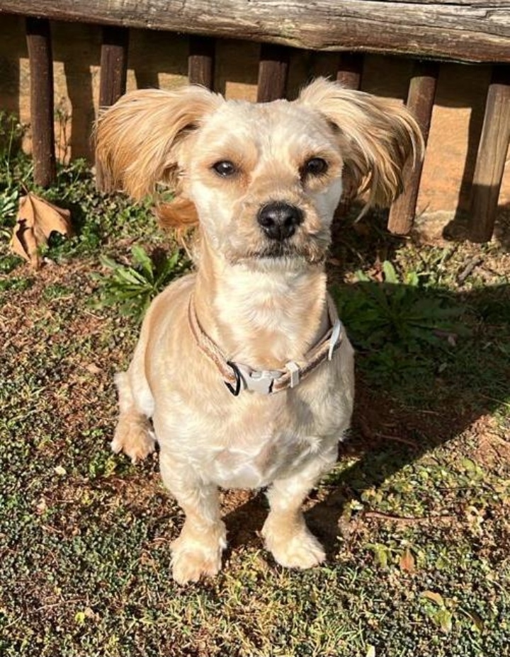#333 - Adopt - Muffin Poodle Mix, 2-year-old from Hekpoort, North West 2 #333 – Adopt – Muffin Poodle Mix, 2-year-old from Hekpoort, North West