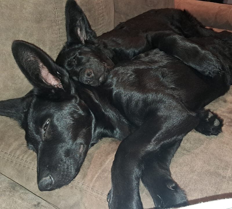 Kaiser and Raven, bonded pair German shephard Cross needs to be rehomed