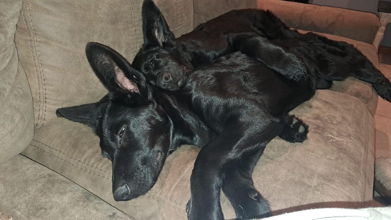 #334 - Adopt - Kaiser (male) & Raven (female) PUPPIES - German Shepherd - Cape Town 1 #334 – Adopt – Kaiser (male) & Raven (female) PUPPIES – German Shepherd – Cape Town