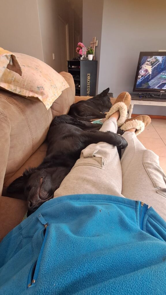 Bonded Pair,  puppy german shephard mix needs to be adopted.  sleeping now on the couch

