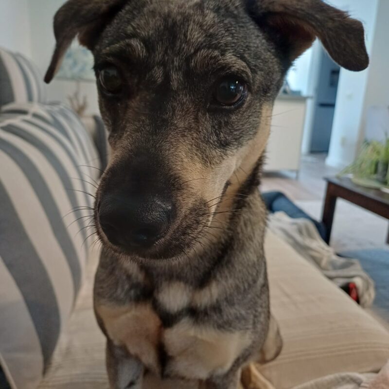 Clara, Uncertain mix from Randburg needs to be adopted