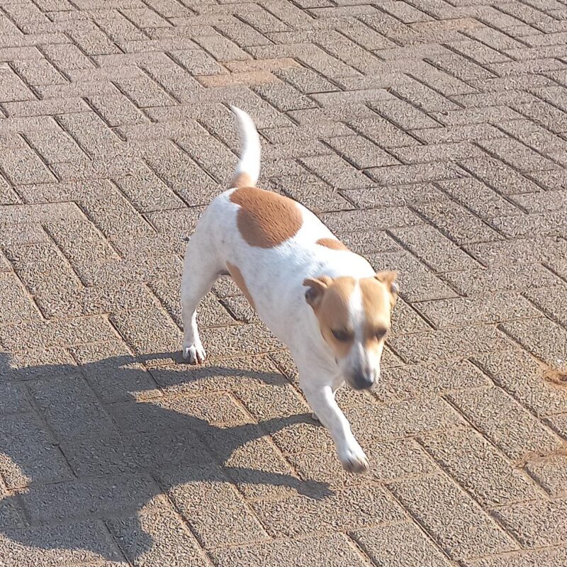 Female Jack Russel Mix from Pretoria needs to be adopted