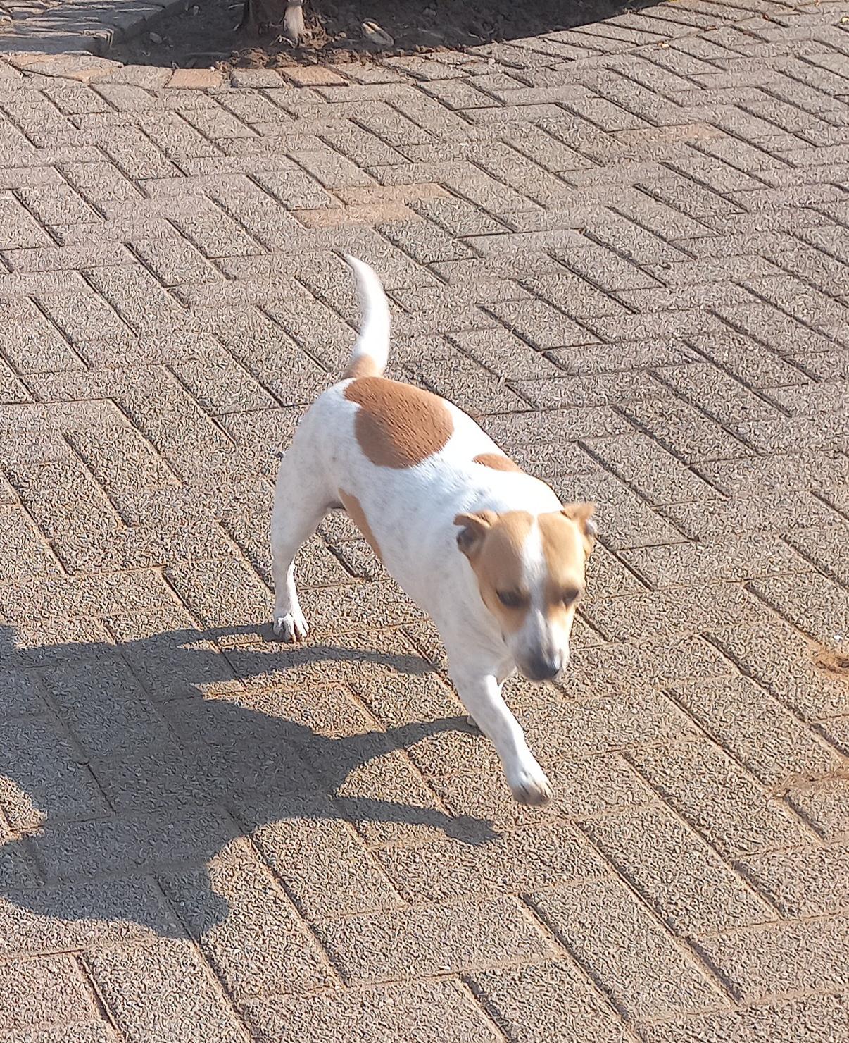 #337 – Adopt – Bella, 1yr-3mnth old, Jack Russel Mix, Pretoria